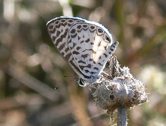 Yuyera