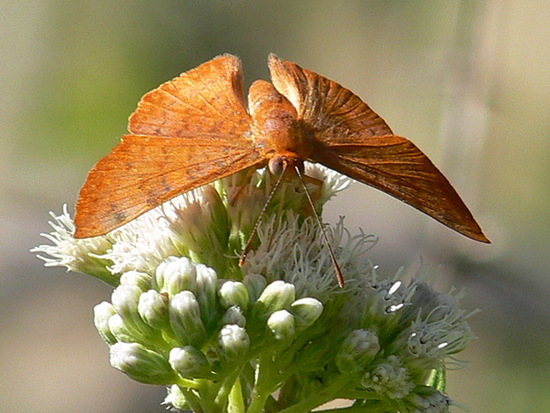 Russula metalmark