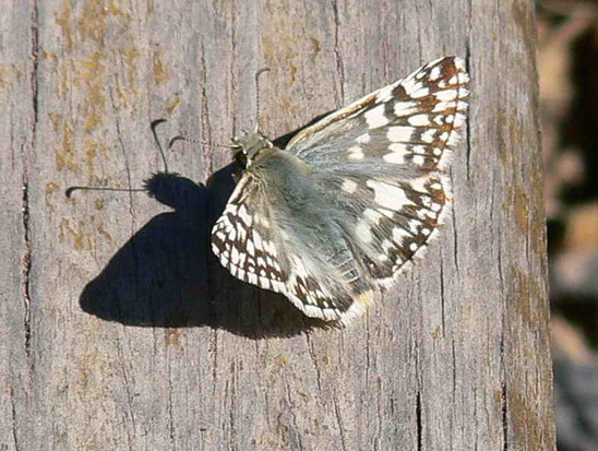 American white skipper