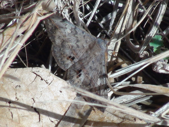 Velvetbean moth