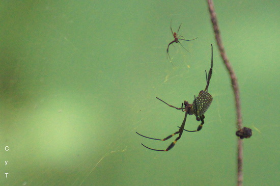 Golden Silk Orbweaver