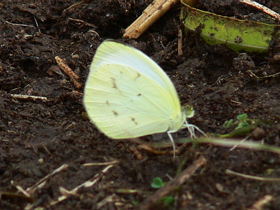 Ghost yellow