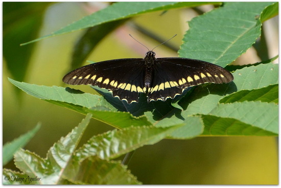 Polydamas swallowtail