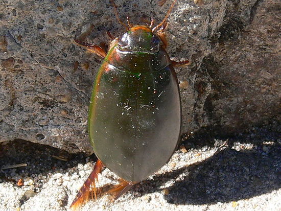 Large diving beetle