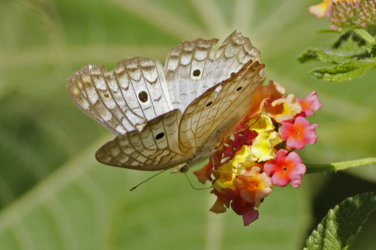 Cenicienta