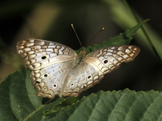 White peacock