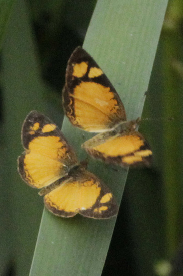 Claudina crescent