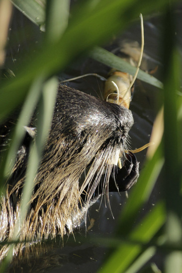 Coypu