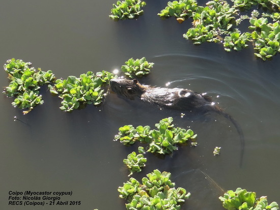 Coypu
