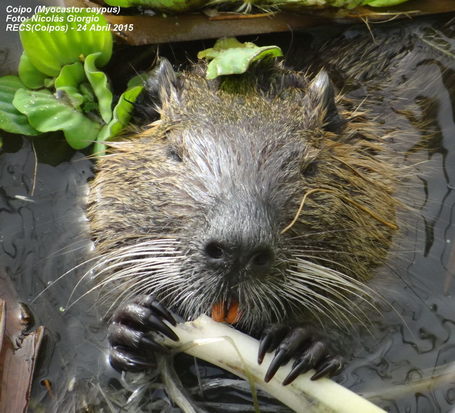 Coypu