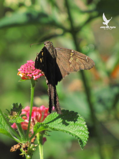 White-striped longtail