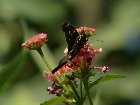 White-striped longtail