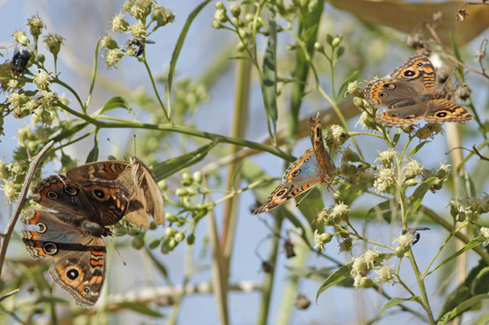 Southern buckeye