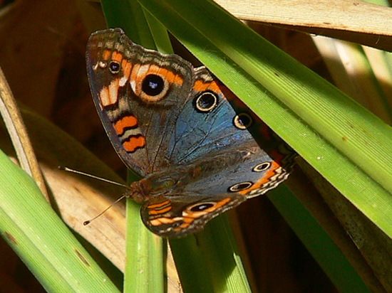 Southern buckeye