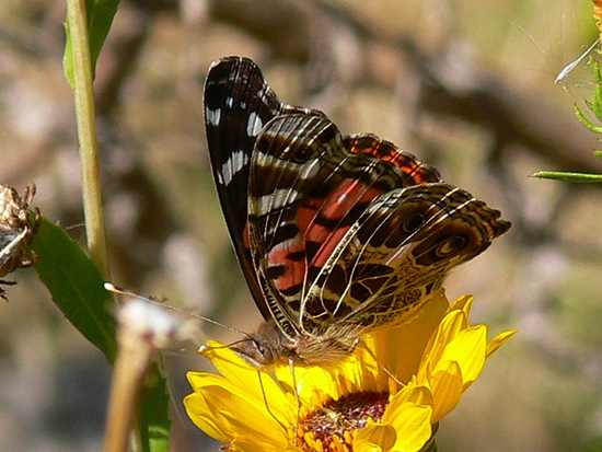 Southamerican lady
