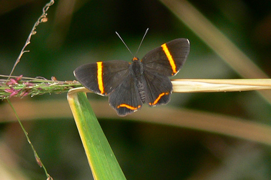 Lyssipoides metalmark