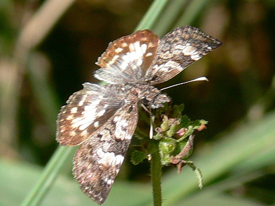 White-patched duskywing