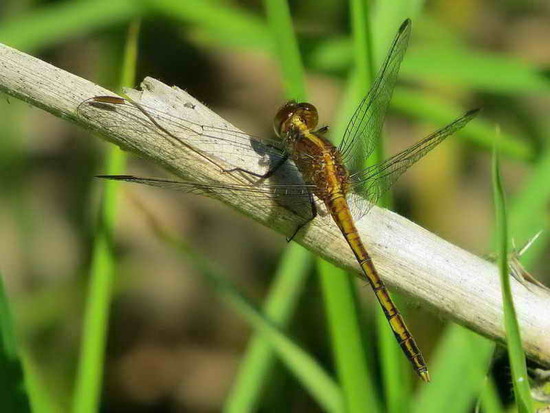 Libélula 