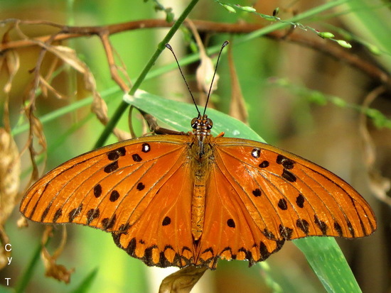 Gulf fritillary