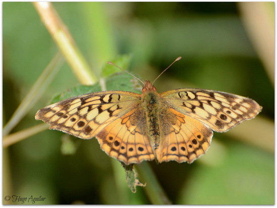 Southern fritillary