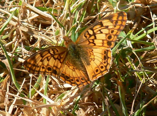 Southern fritillary
