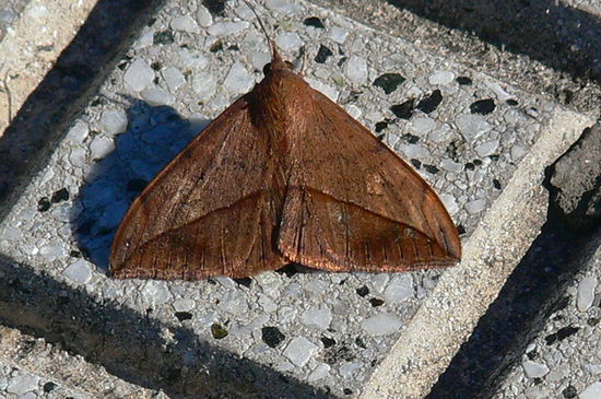 Velvetbean moth