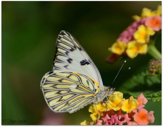 Lechera común 