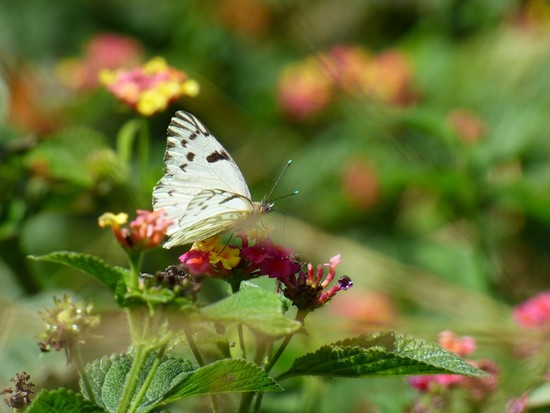 Common white-milk