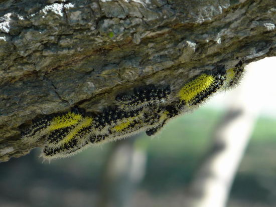 Silkmoth