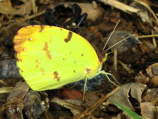 Common yellow