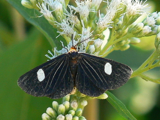 Geometrid moth