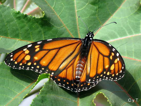 Southern Monarch