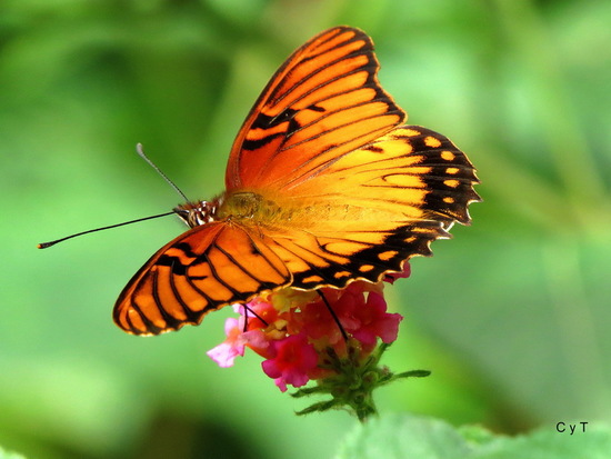 Mexican silverspot