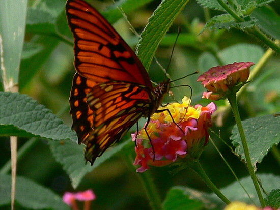 Mexican silverspot