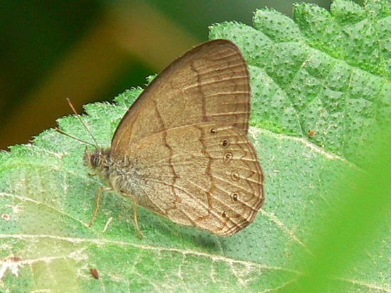 Poltys satyr