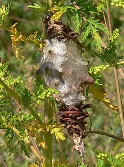 Bagworm