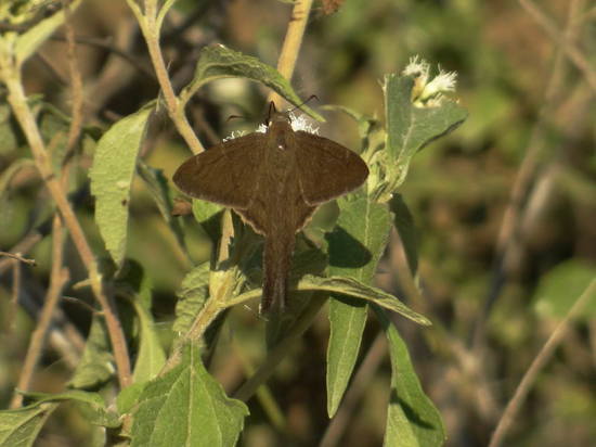 Plain longtail