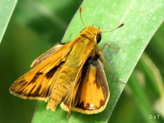 Fiery skipper