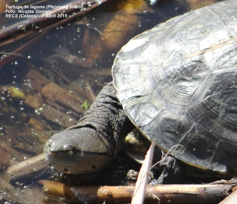 Tortuga de laguna