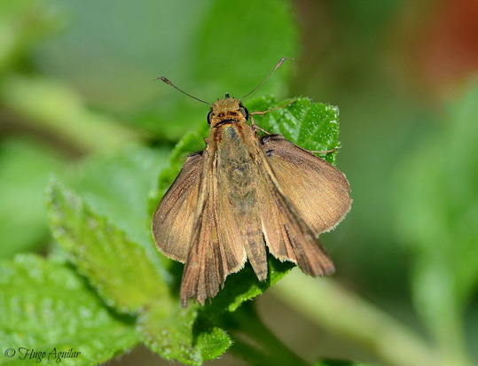 Ocola skipper
