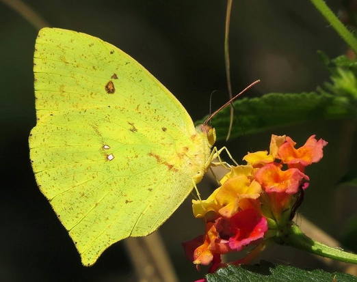 Tailed sulphur