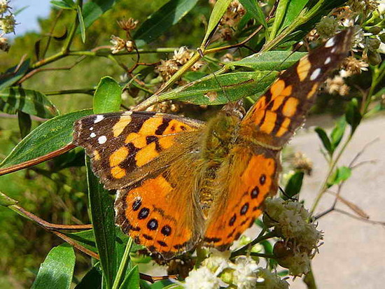 Dama manchada 