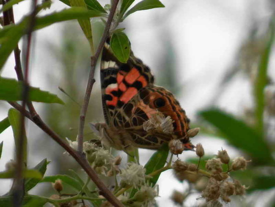 Dama pintada 