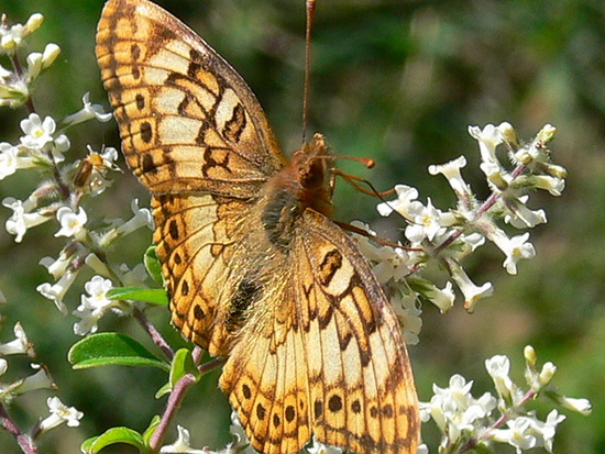 Southern fritillary