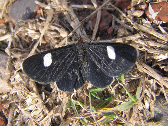 Geometrid moth
