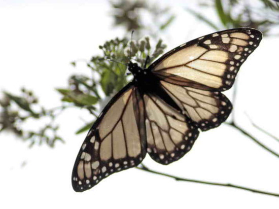 Southern Monarch