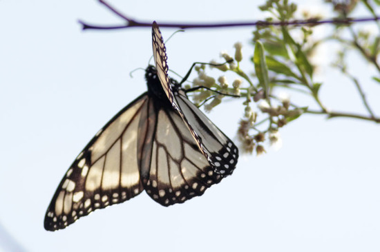 Southern Monarch