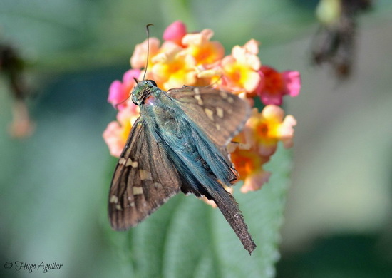 Long-tailed skipper