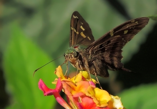 Long-tailed skipper