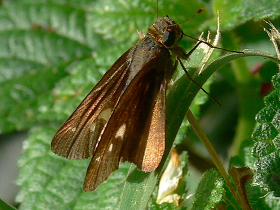 Ocola skipper